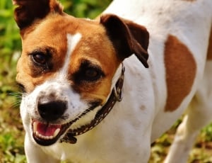 white and tan jack russell thumbnail