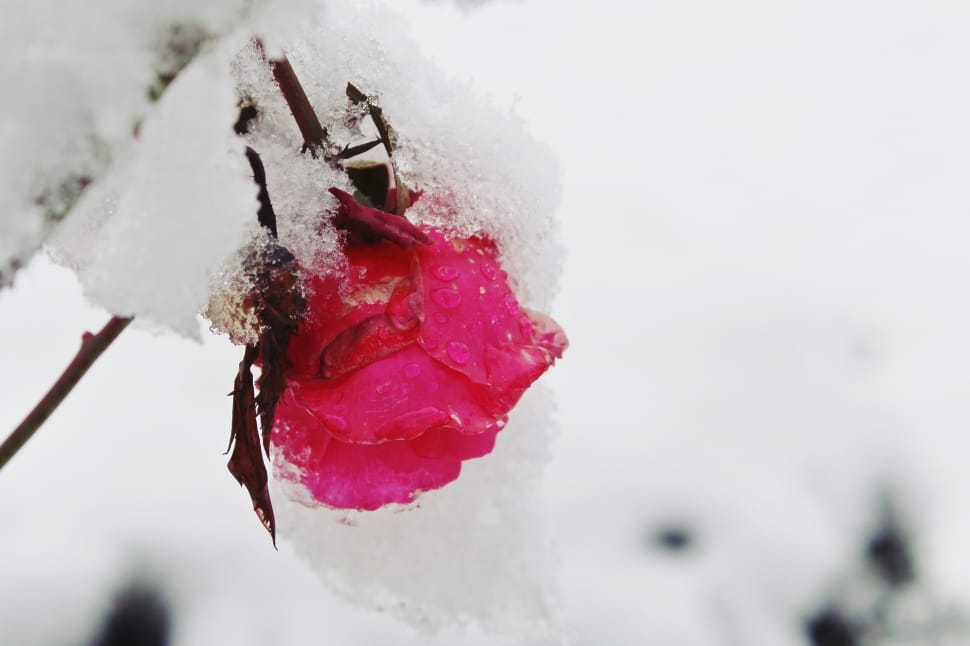 Nature, Rose, Red, Snow, Winter, Covered, snow, cold temperature preview