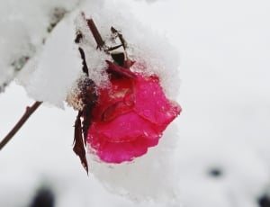Nature, Rose, Red, Snow, Winter, Covered, snow, cold temperature thumbnail