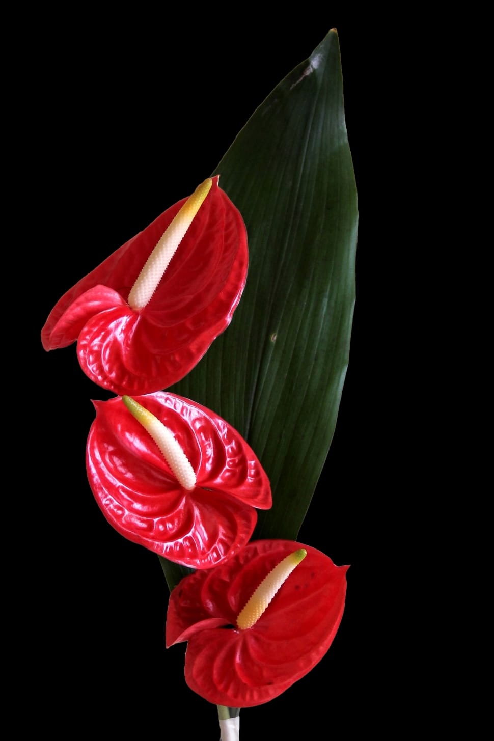 3 red anthurium preview