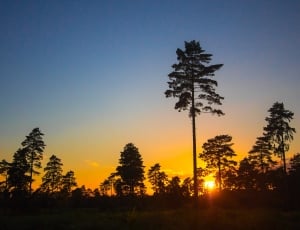 silhouette of trees during daytime thumbnail
