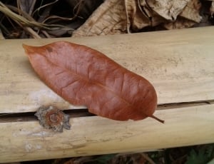 brown leaf placed on beige wooden surface thumbnail