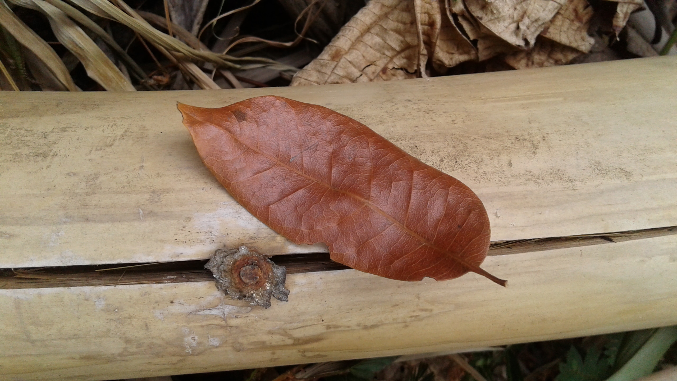 brown leaf placed on beige wooden surface