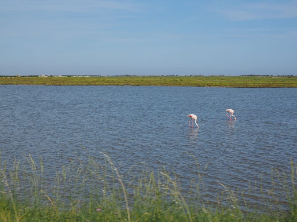 white flamingo preview