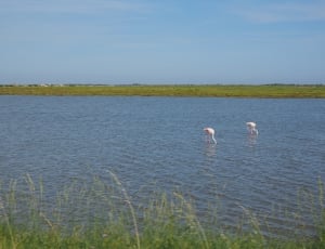 white flamingo thumbnail
