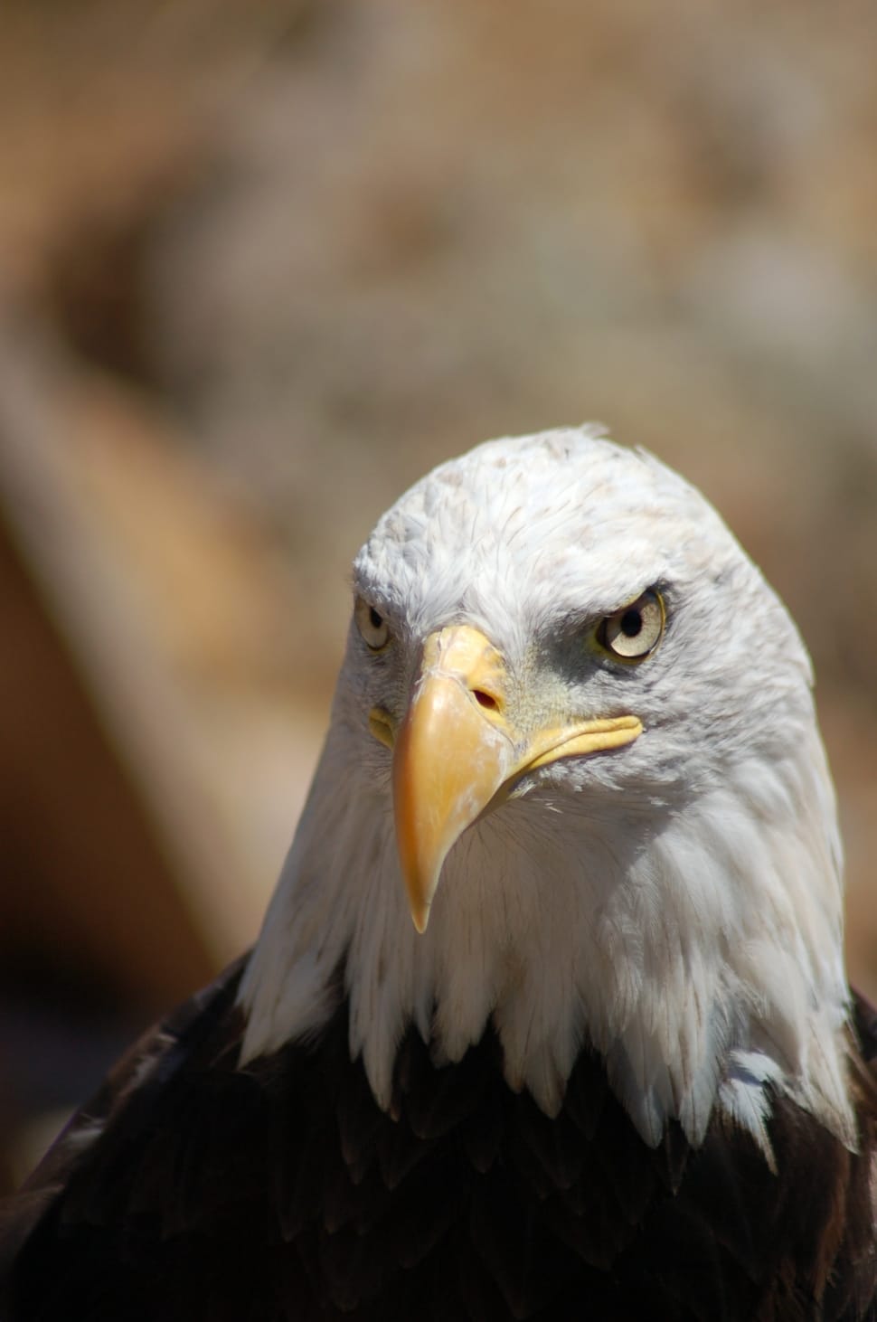 shallow depth of field photography of bald eagle preview