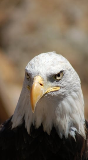 shallow depth of field photography of bald eagle thumbnail