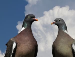 2 gray pigeon thumbnail