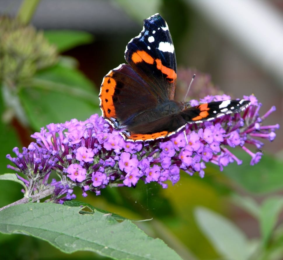 red admiral butterfly preview