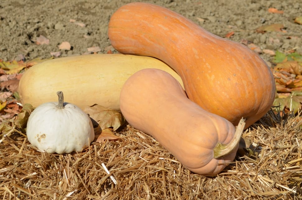 4 assorted squash preview