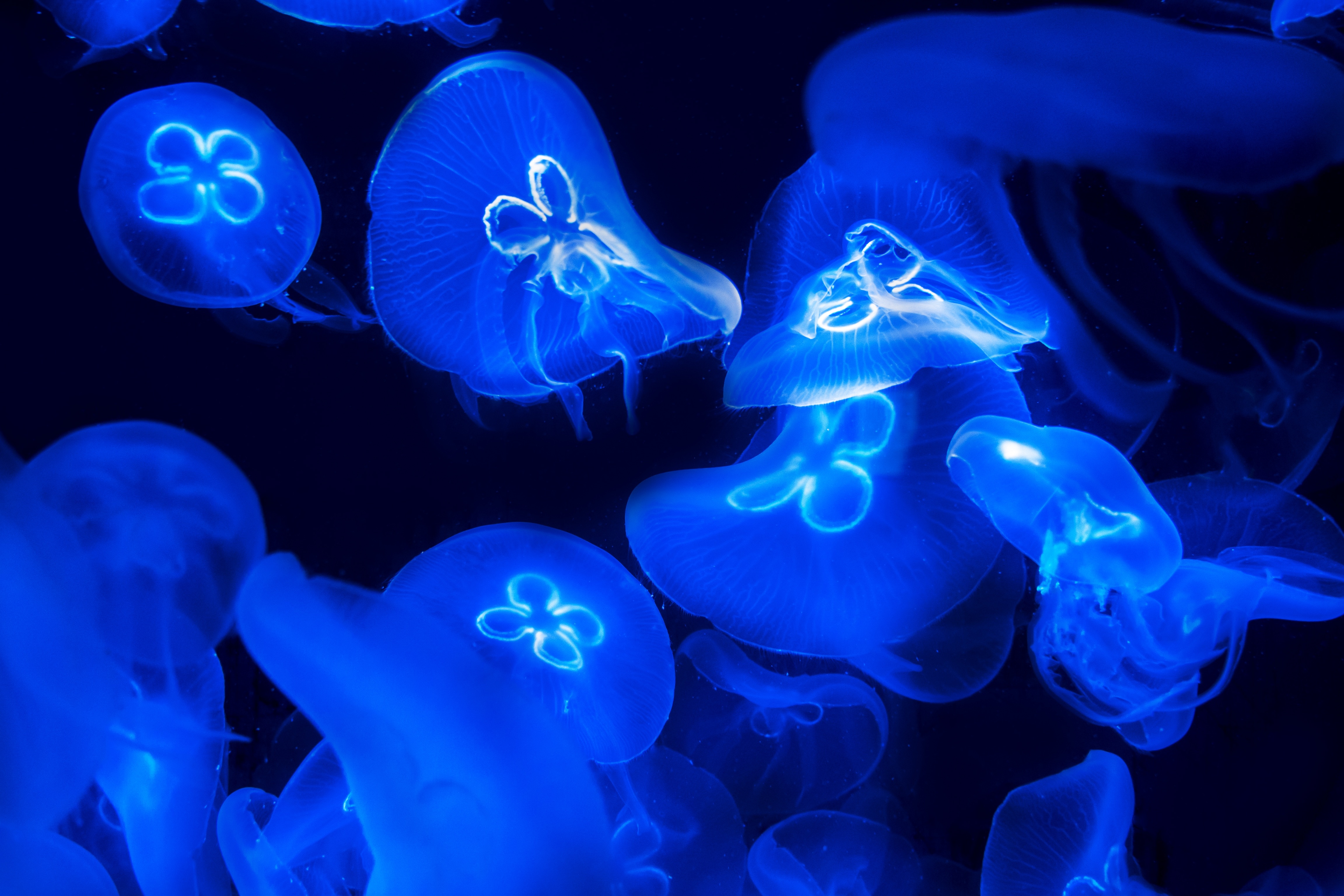 Физики светятся. Биолюминесценция медузы. Биолюминесценция кишечнополостных. Светящиеся медузы. Светящиеся морские обитатели.
