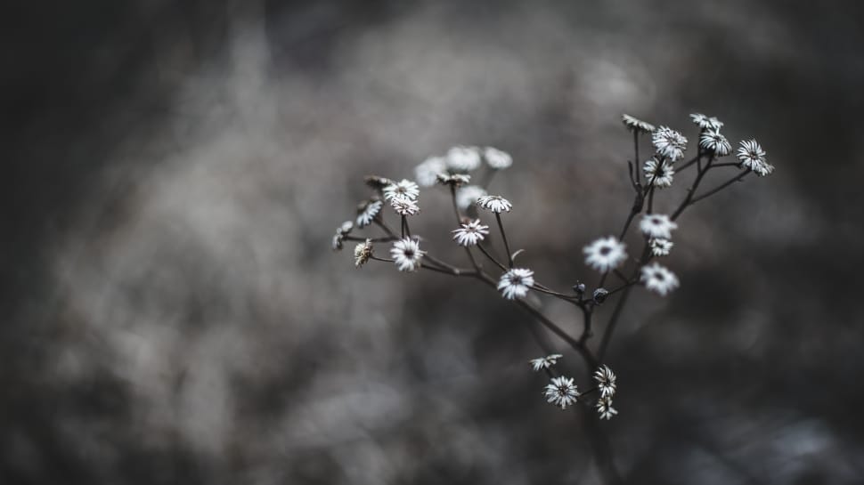 asters greyscale photo preview