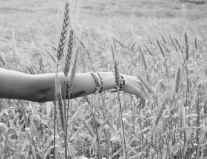 greyscale photo of person on wheat fields thumbnail
