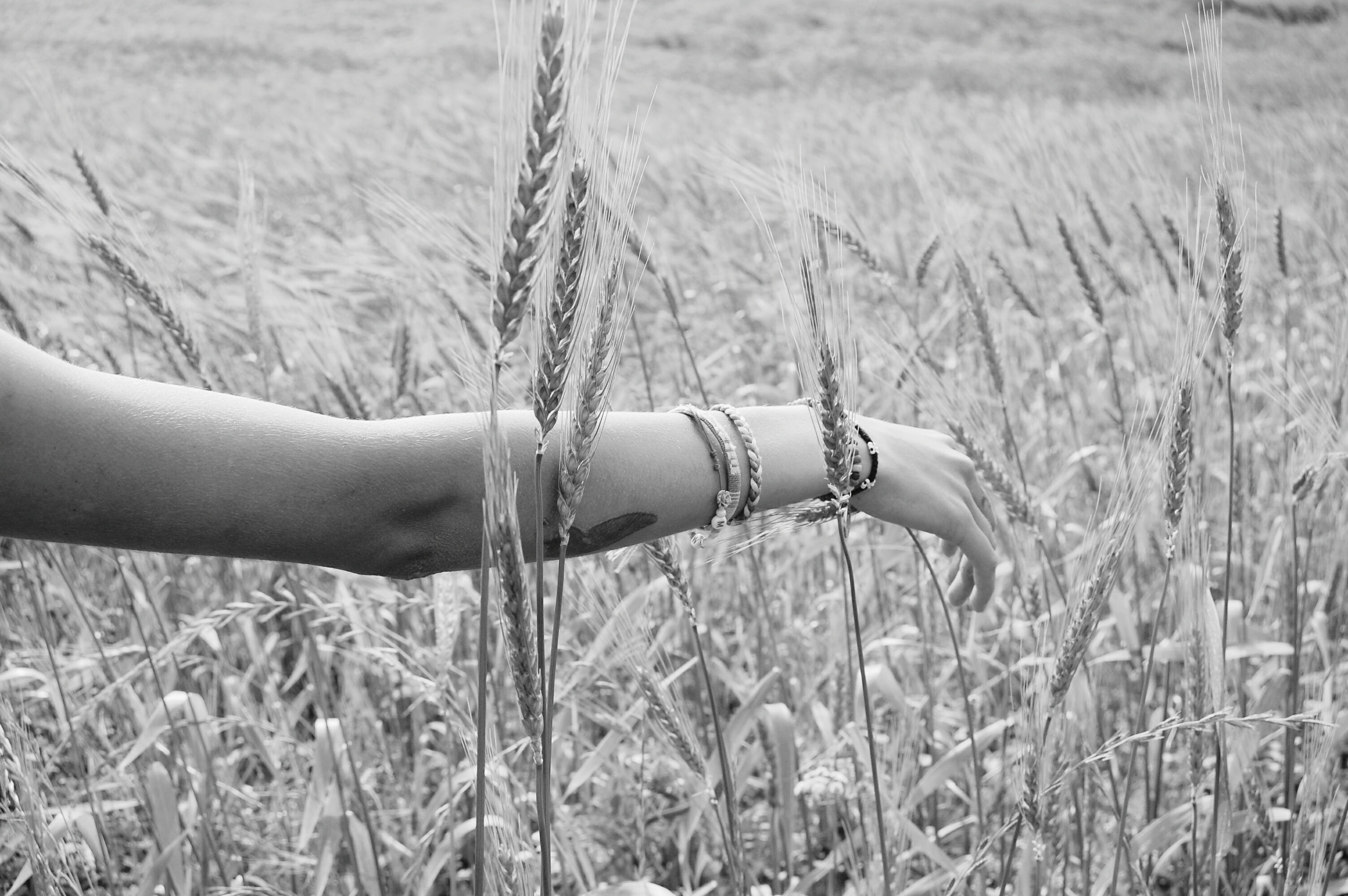 greyscale photo of person on wheat fields