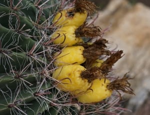 yellow cactus bud thumbnail
