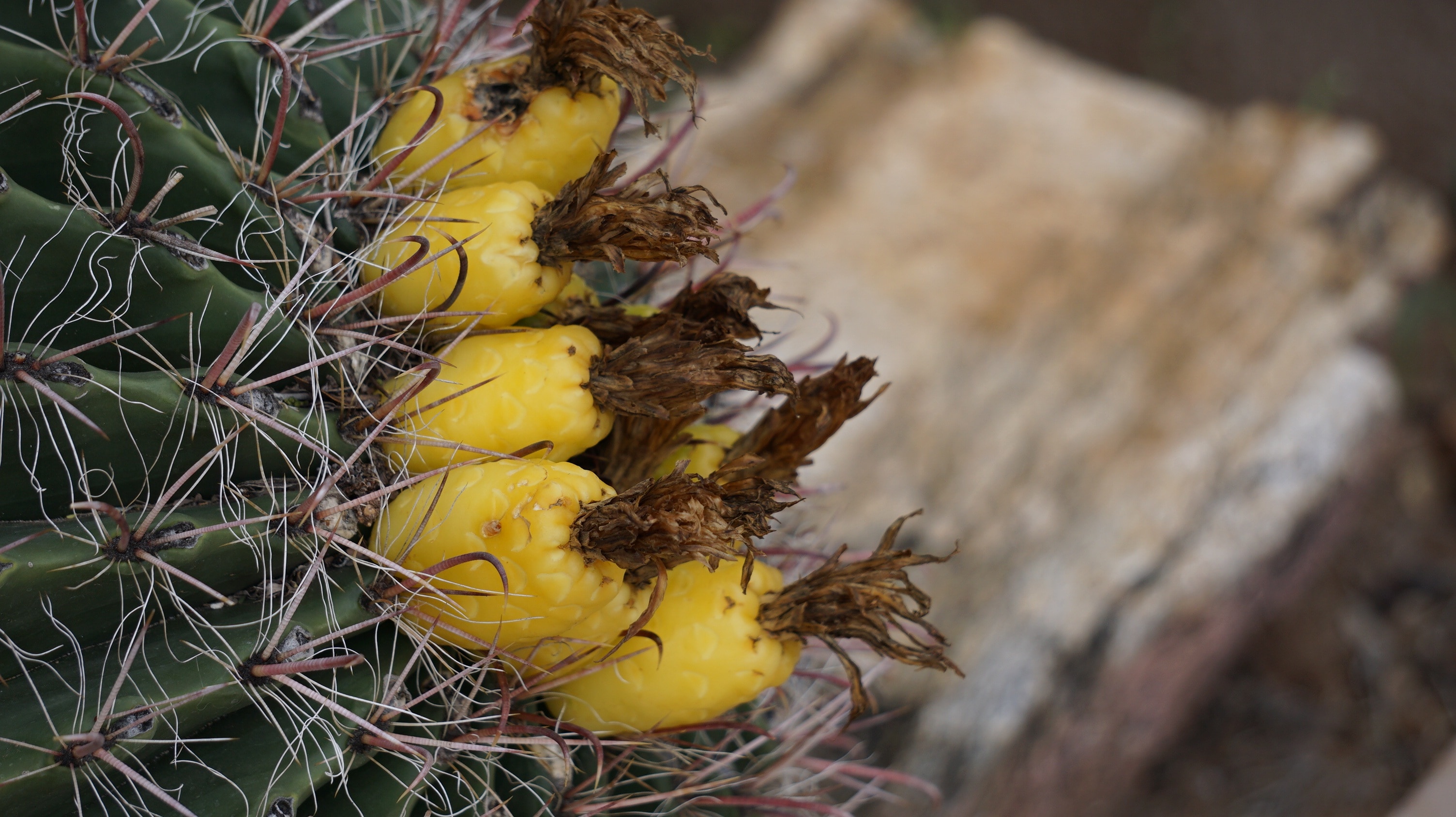 yellow cactus bud