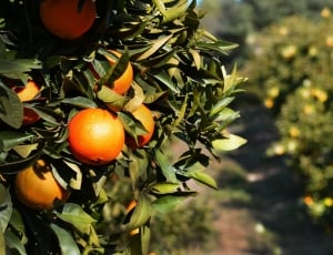 closeup photo of round orange fruits at daytime thumbnail