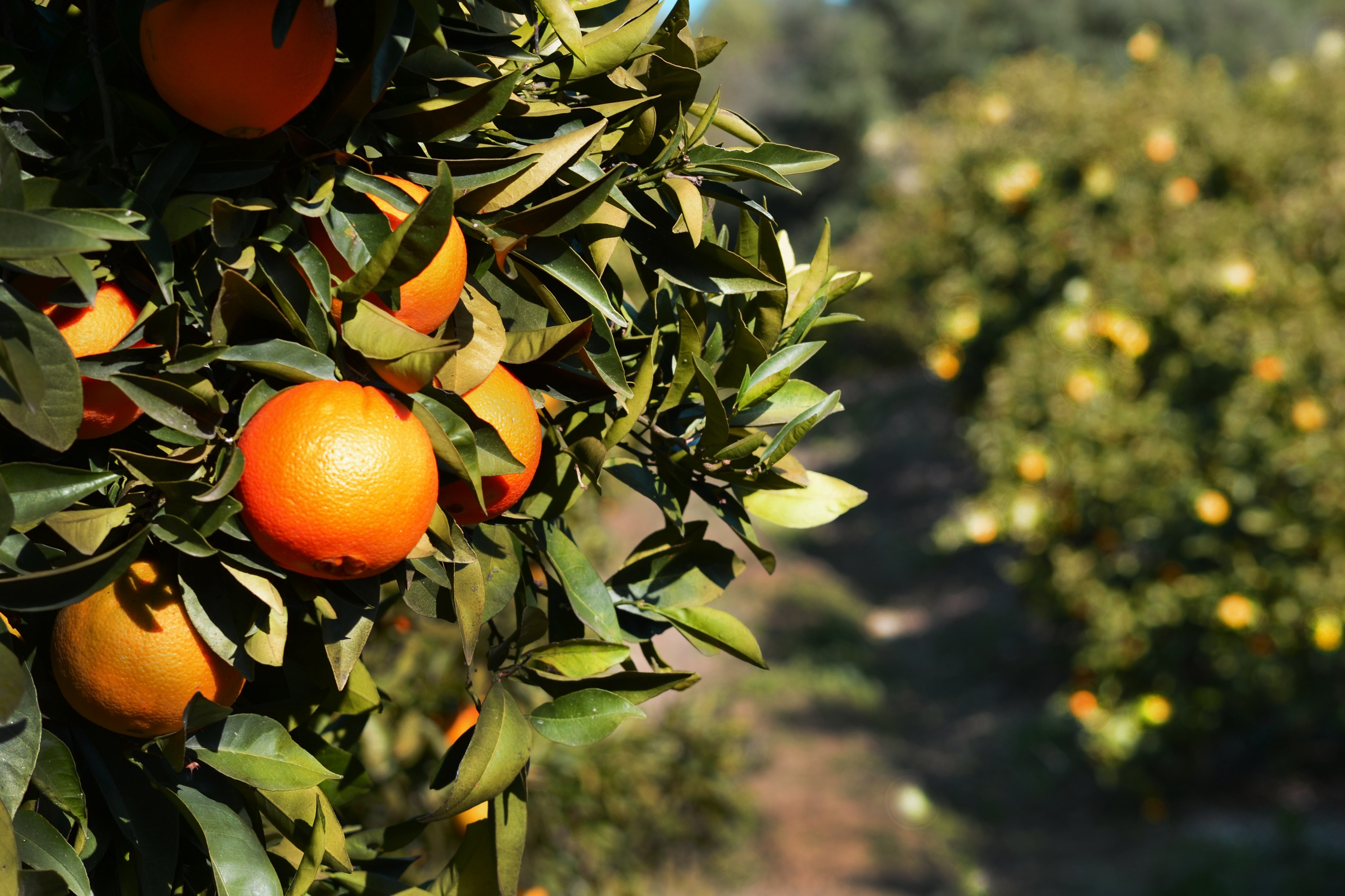 closeup photo of round orange fruits at daytime