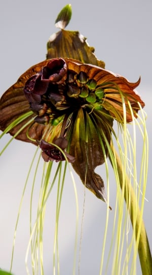 Tacca, Flower, Orchid, Black Orchid, close-up, flower thumbnail