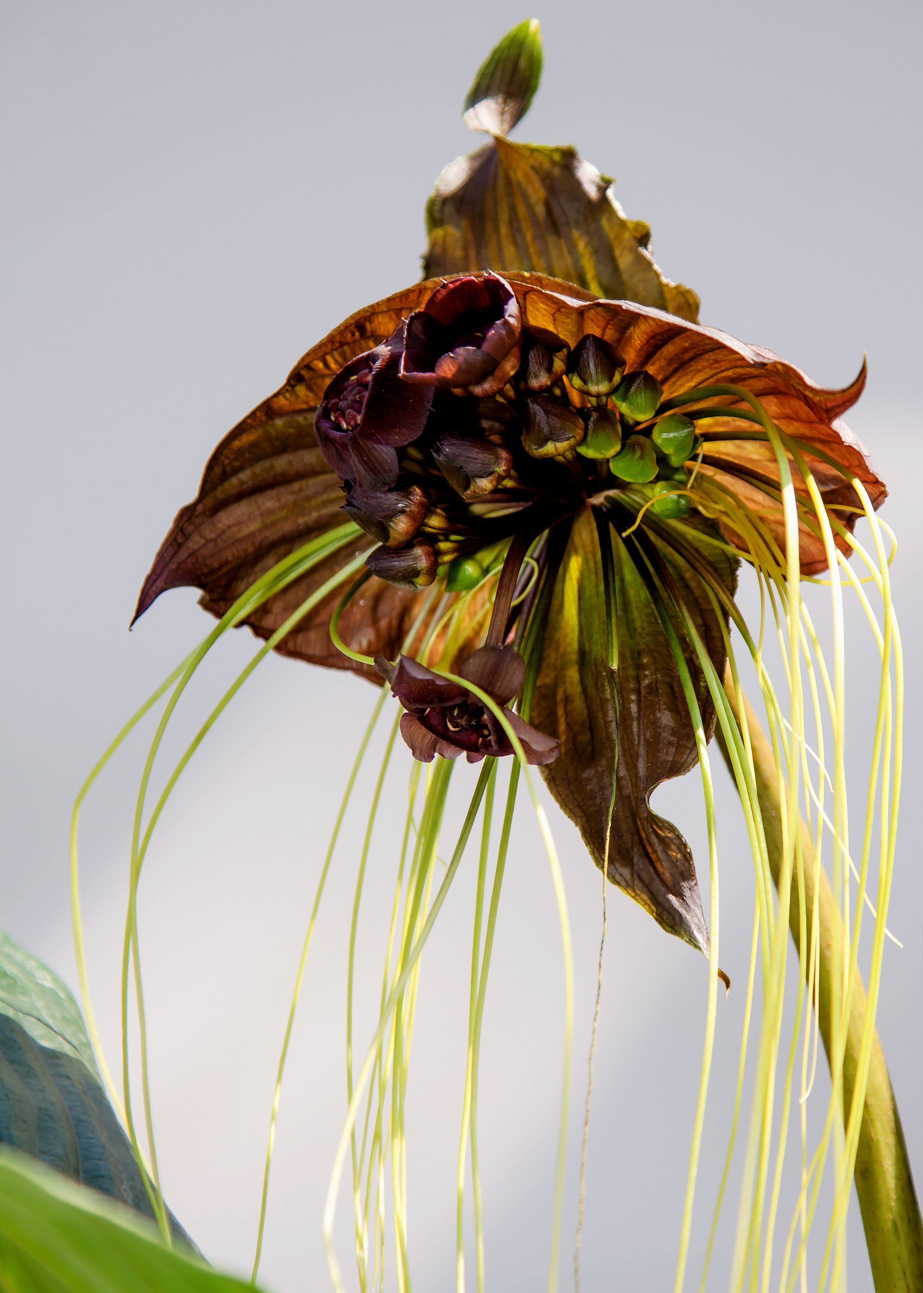 Tacca, Flower, Orchid, Black Orchid, close-up, flower