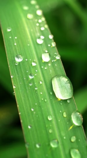 green plant and water thumbnail