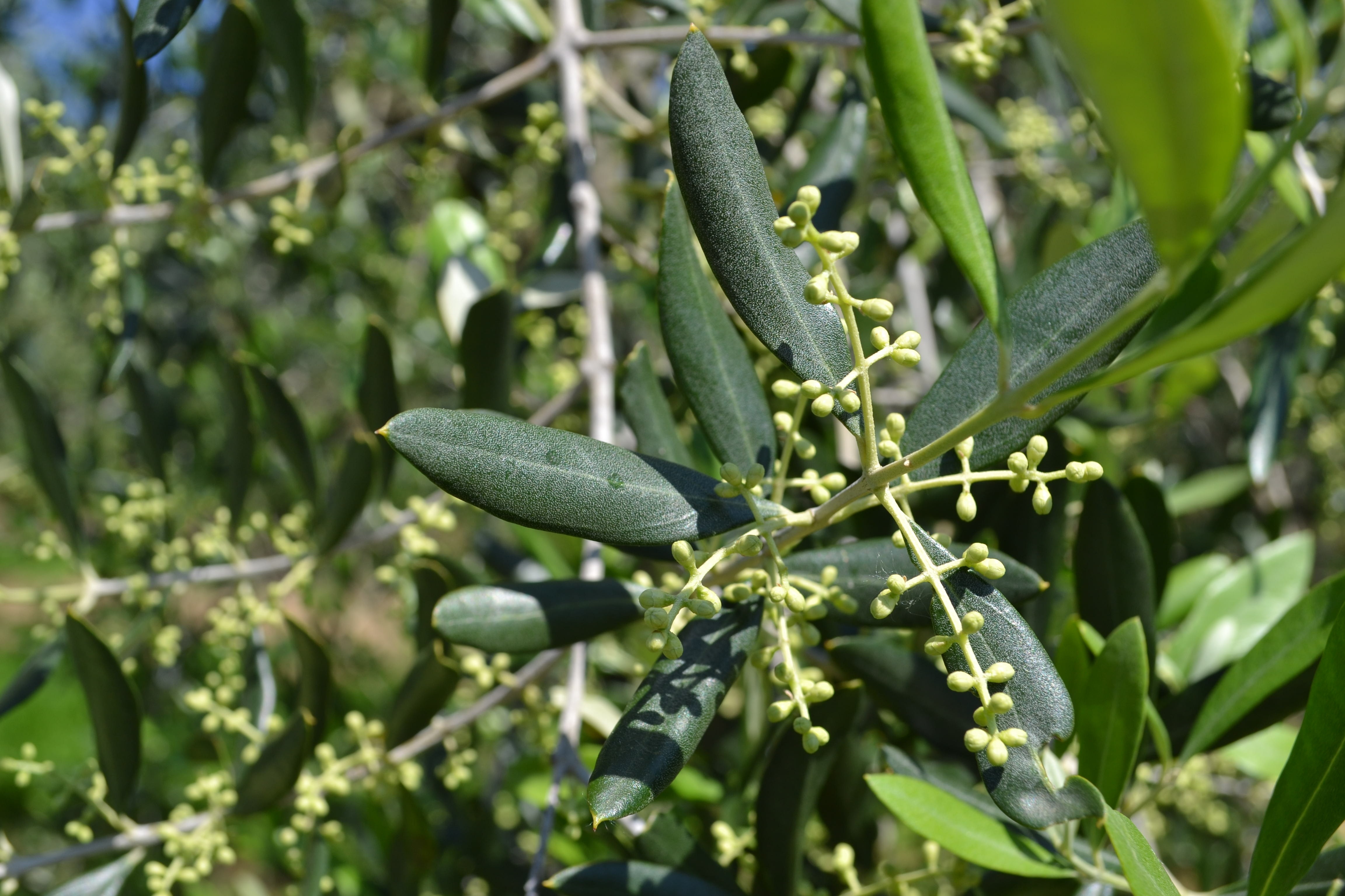 Как цветет оливковое дерево фото