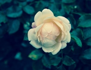 close up of white rose with water dew thumbnail
