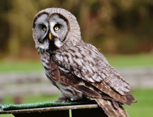 brown and gray owl thumbnail