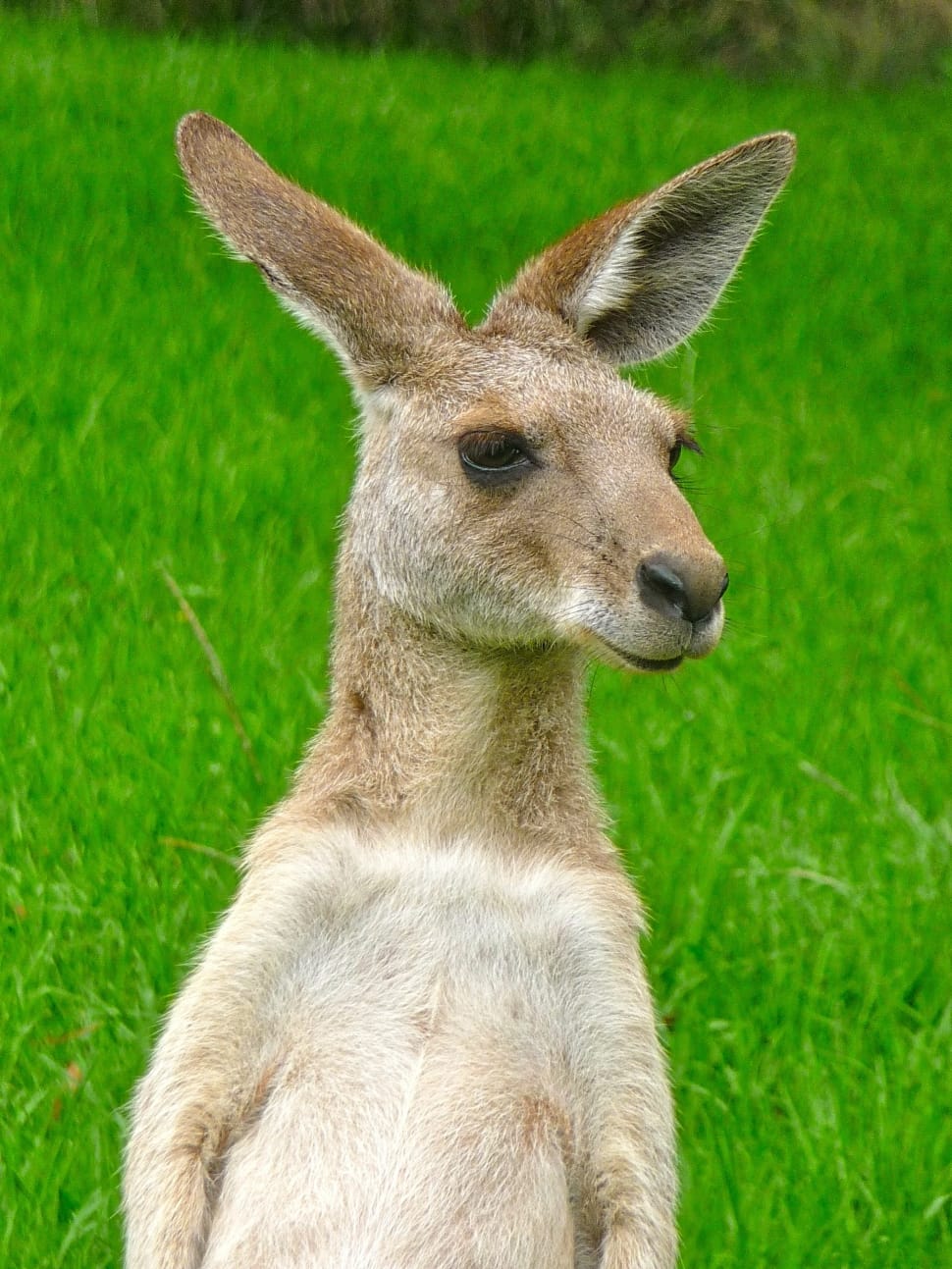 Cute, Kangaroo, Expression, Face, one animal, animal wildlife preview