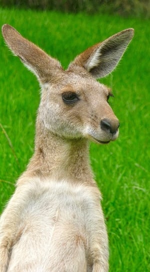 Cute, Kangaroo, Expression, Face, one animal, animal wildlife thumbnail