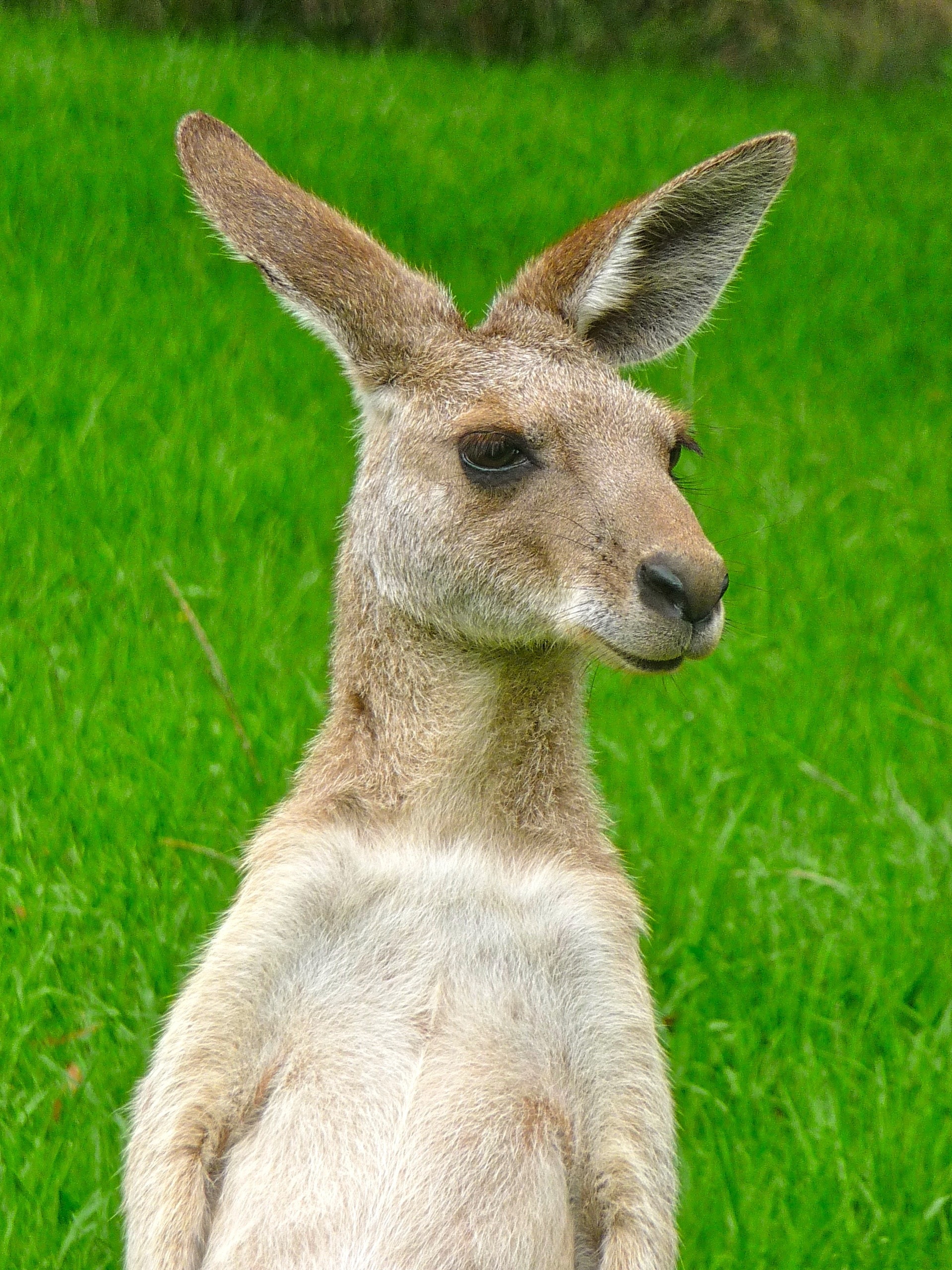 Cute, Kangaroo, Expression, Face, one animal, animal wildlife