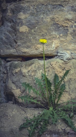 dandelion plant on stone wall thumbnail