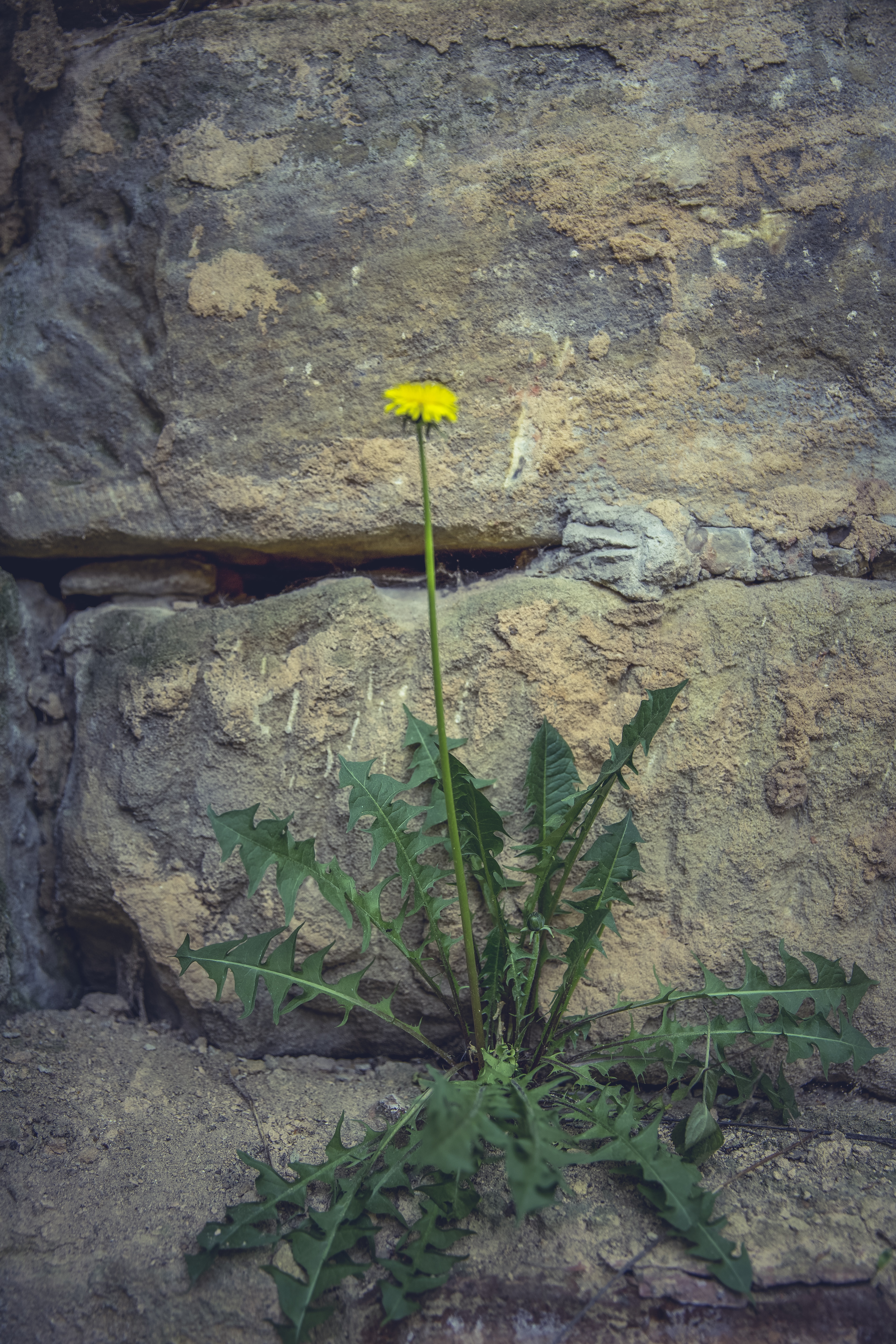 dandelion plant on stone wall