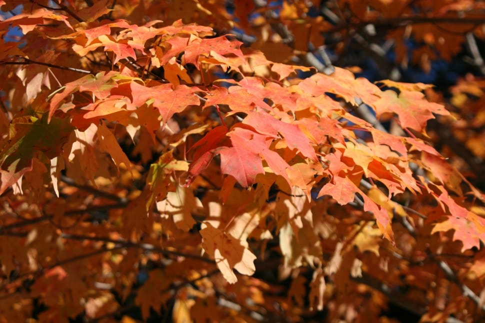 brown red autumn leaves on tree preview