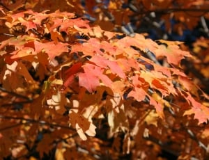 brown red autumn leaves on tree thumbnail