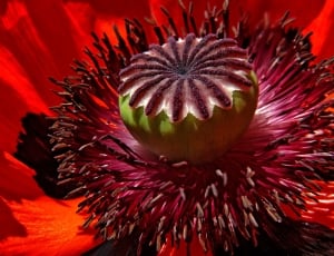 macro photography of red flower thumbnail