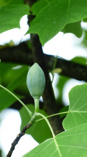 green leaves and bud thumbnail