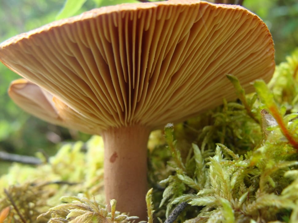Macro, Fungi, White, Mushrooms, Fungus, growth, mushroom preview