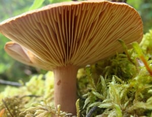 Macro, Fungi, White, Mushrooms, Fungus, growth, mushroom thumbnail