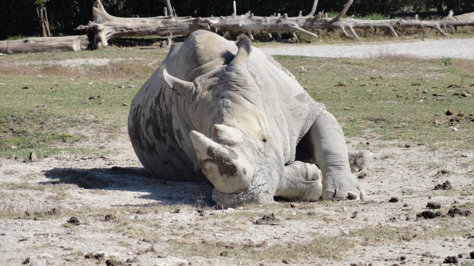 gray rhinoceros preview