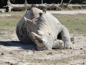 gray rhinoceros thumbnail