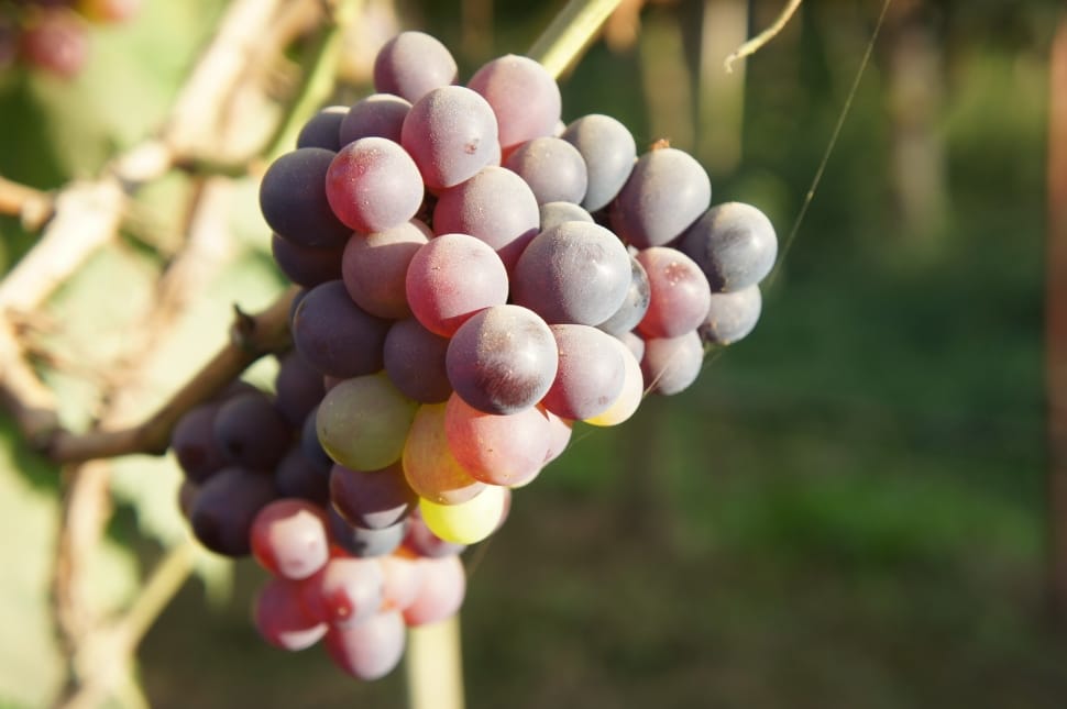 Vine, Fruit, Grapes, Blue, Plants, day, outdoors preview