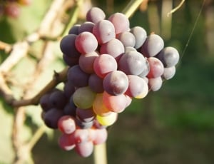 Vine, Fruit, Grapes, Blue, Plants, day, outdoors thumbnail