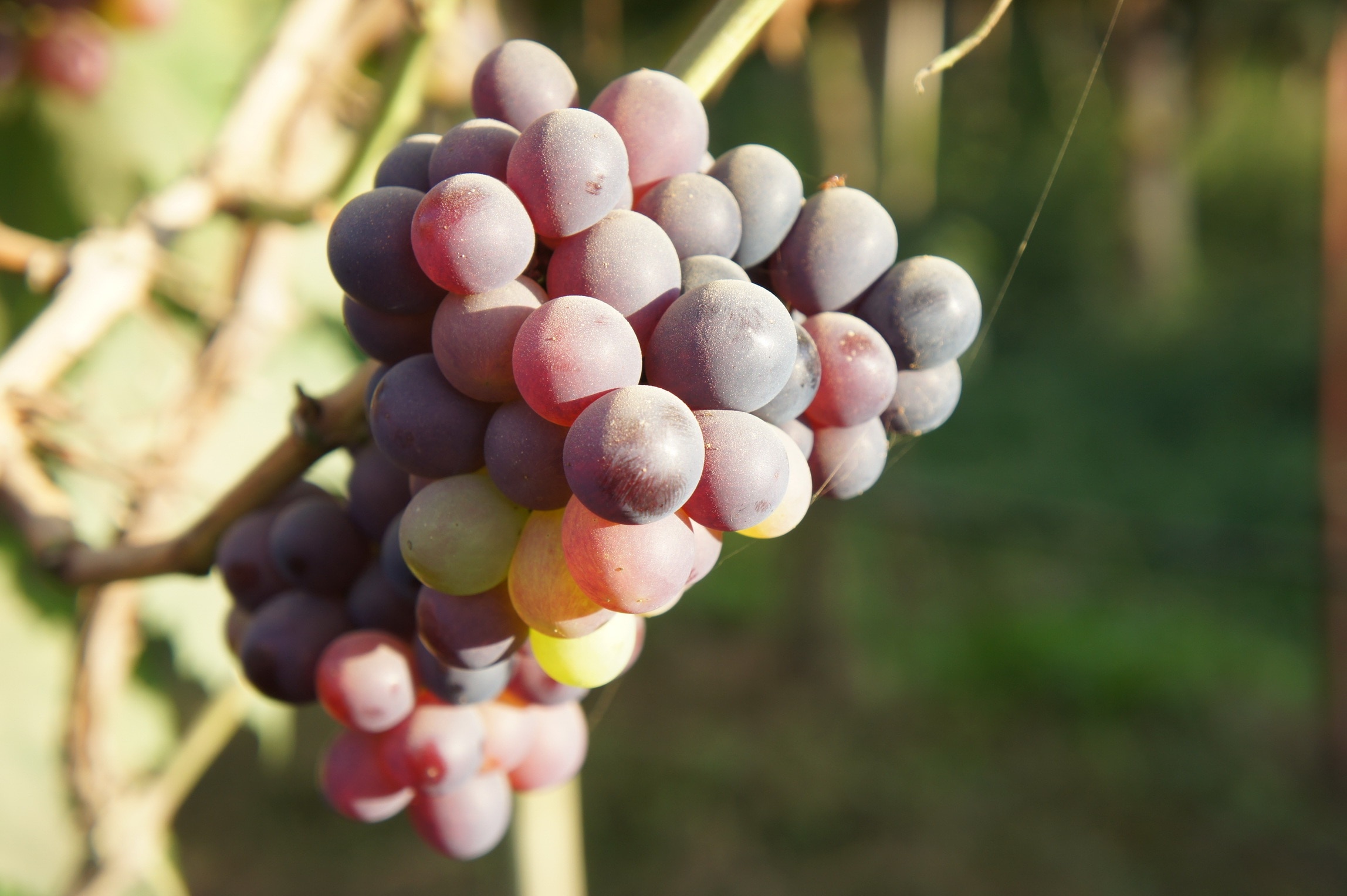 Vine, Fruit, Grapes, Blue, Plants, day, outdoors