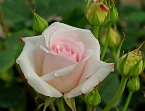 Hybrid, White Tea-Rose, Blossom, Petals, flower, petal thumbnail