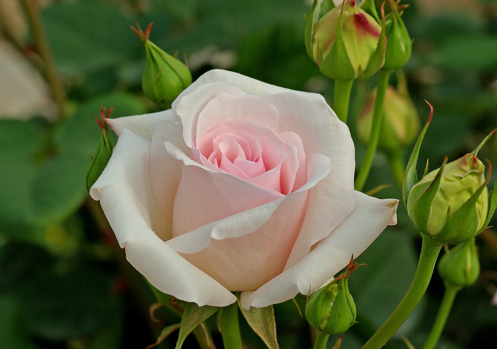 Hybrid, White Tea-Rose, Blossom, Petals, flower, petal