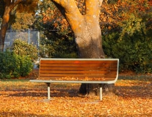 Autumn, Park Bench, Victoria, Australia, tree, autumn thumbnail