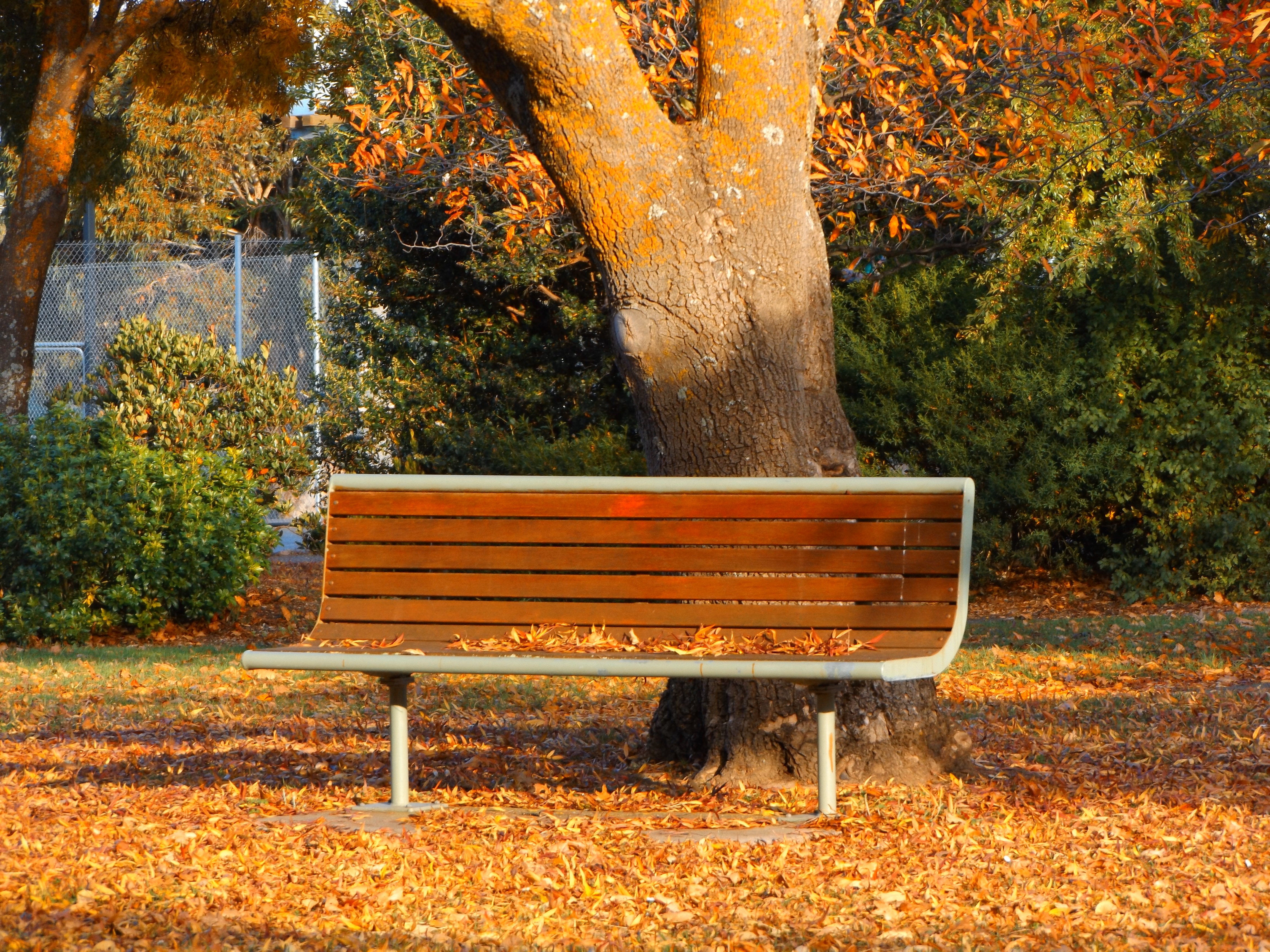 Autumn, Park Bench, Victoria, Australia, tree, autumn