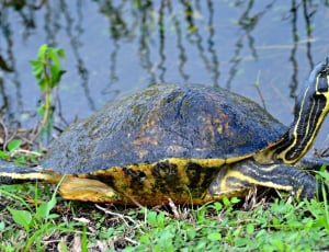 Everglades National Park, Tortoise, one animal, reptile thumbnail