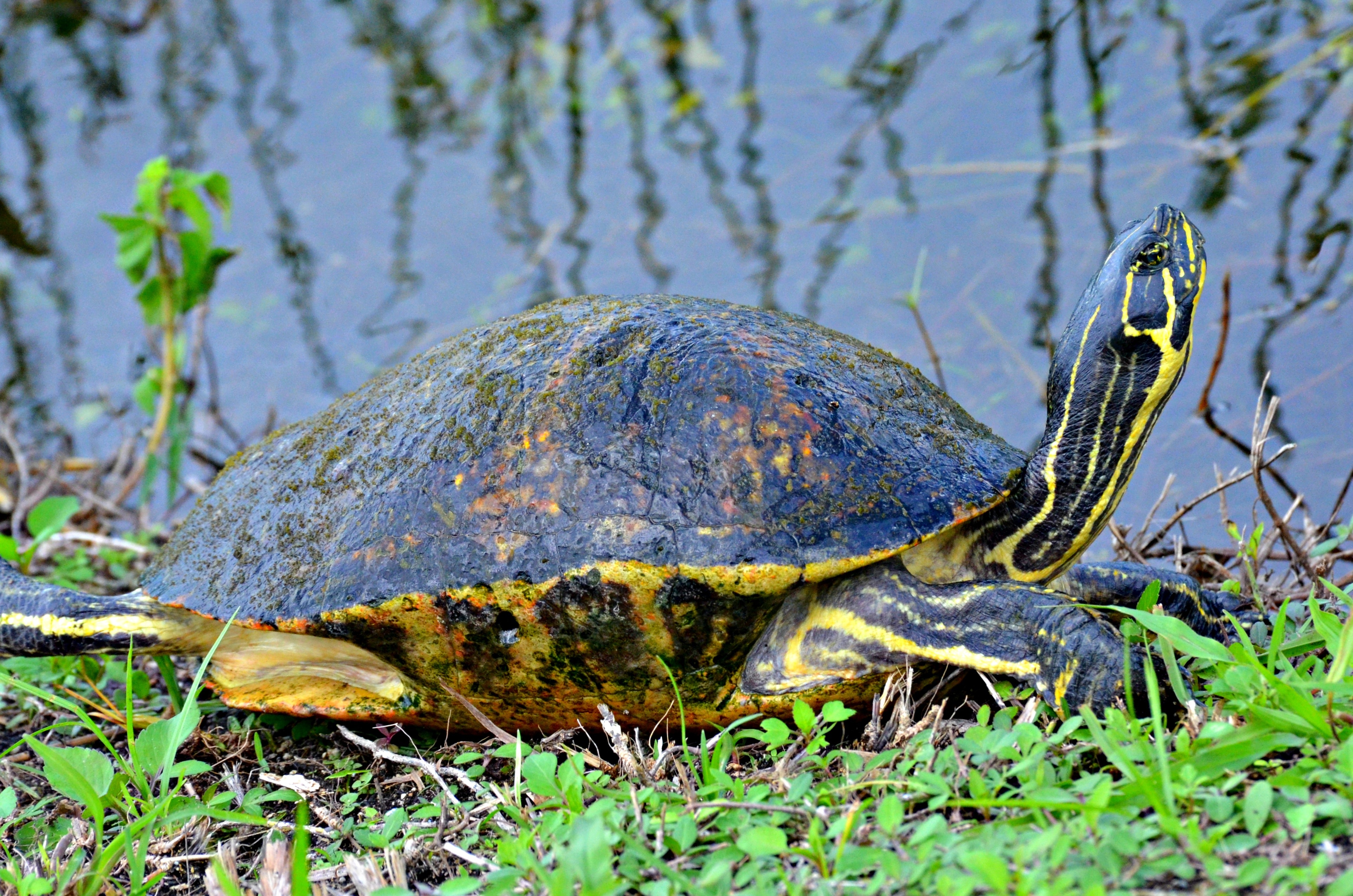 Everglades National Park, Tortoise, one animal, reptile